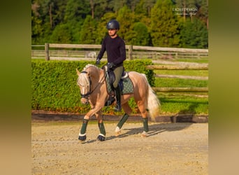 Hannoveriano, Caballo castrado, 6 años, 145 cm, Palomino
