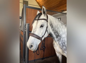 Hannoveriano, Caballo castrado, 6 años, 158 cm, Tordo rodado