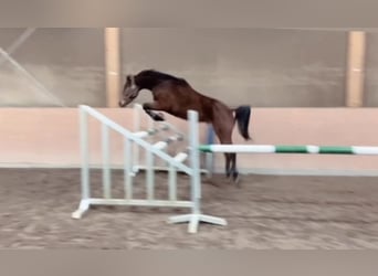 Hannoveriano, Caballo castrado, 6 años, 162 cm, Castaño