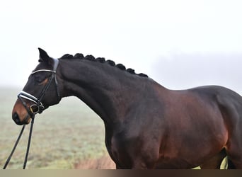 Hannoveriano, Caballo castrado, 6 años, 162 cm, Castaño oscuro