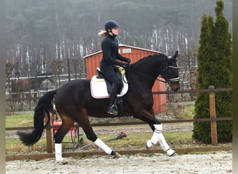 Hannoveriano, Caballo castrado, 6 años, 162 cm, Castaño oscuro