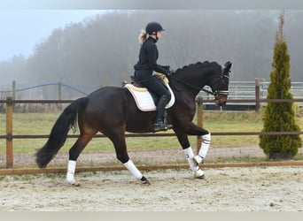 Hannoveriano, Caballo castrado, 6 años, 162 cm, Castaño oscuro