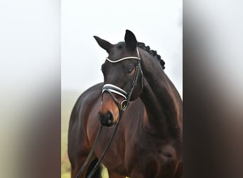 Hannoveriano, Caballo castrado, 6 años, 162 cm, Castaño oscuro