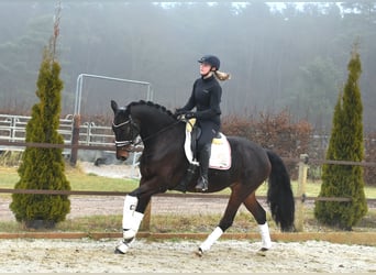 Hannoveriano, Caballo castrado, 6 años, 162 cm, Castaño oscuro