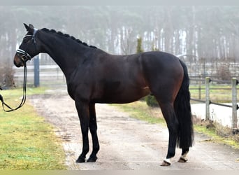 Hannoveriano, Caballo castrado, 6 años, 162 cm, Castaño oscuro