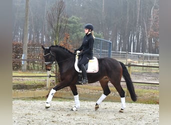 Hannoveriano, Caballo castrado, 6 años, 162 cm, Castaño oscuro