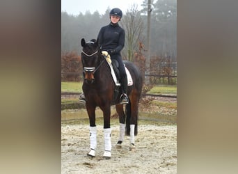 Hannoveriano, Caballo castrado, 6 años, 162 cm, Castaño oscuro