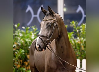 Hannoveriano, Caballo castrado, 6 años, 162 cm, Negro