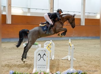 Hannoveriano, Caballo castrado, 6 años, 162 cm, Negro