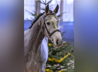 Hannoveriano, Caballo castrado, 6 años, 162 cm, Tordo