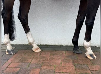 Hannoveriano, Caballo castrado, 6 años, 163 cm, Castaño