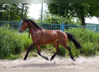 Hannoveriano, Caballo castrado, 6 años, 163 cm, Castaño