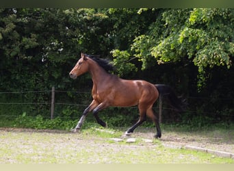 Hannoveriano, Caballo castrado, 6 años, 163 cm, Castaño