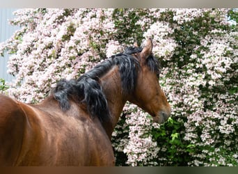 Hannoveriano, Caballo castrado, 6 años, 163 cm, Castaño