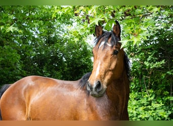 Hannoveriano, Caballo castrado, 6 años, 163 cm, Castaño