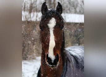 Hannoveriano, Caballo castrado, 6 años, 163 cm, Castaño