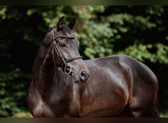 Hannoveriano, Caballo castrado, 6 años, 163 cm, Castaño oscuro