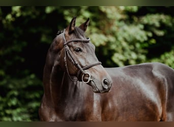 Hannoveriano, Caballo castrado, 6 años, 163 cm, Castaño oscuro