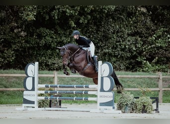 Hannoveriano, Caballo castrado, 6 años, 163 cm, Castaño oscuro