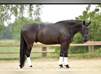 Hannoveriano Mestizo, Caballo castrado, 6 años, 163 cm, Negro