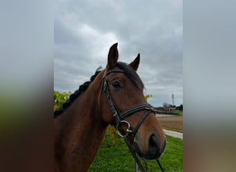 Hannoveriano, Caballo castrado, 6 años, 164 cm, Castaño