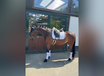 Hannoveriano, Caballo castrado, 6 años, 164 cm, Castaño oscuro