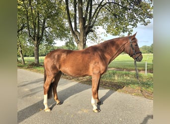 Hannoveriano, Caballo castrado, 6 años, 165 cm, Alazán