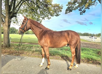 Hannoveriano, Caballo castrado, 6 años, 165 cm, Alazán