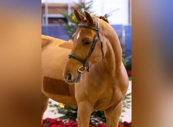 Hannoveriano, Caballo castrado, 6 años, 165 cm, Alazán