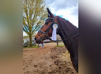 Hannoveriano, Caballo castrado, 6 años, 165 cm, Castaño oscuro