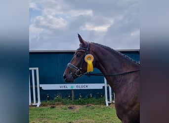 Hannoveriano, Caballo castrado, 6 años, 165 cm, Castaño oscuro