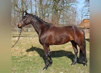 Hannoveriano, Caballo castrado, 6 años, 165 cm, Castaño oscuro