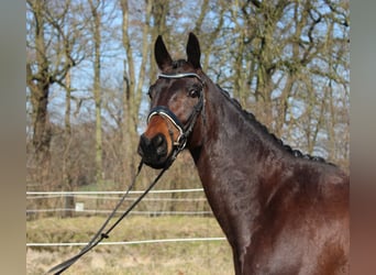 Hannoveriano, Caballo castrado, 6 años, 165 cm, Castaño oscuro