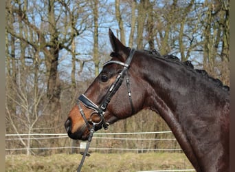 Hannoveriano, Caballo castrado, 6 años, 165 cm, Castaño oscuro