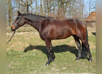 Hannoveriano, Caballo castrado, 6 años, 165 cm, Castaño oscuro