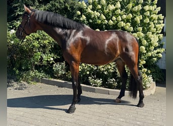Hannoveriano, Caballo castrado, 6 años, 165 cm, Castaño oscuro