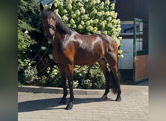 Hannoveriano, Caballo castrado, 6 años, 165 cm, Castaño oscuro