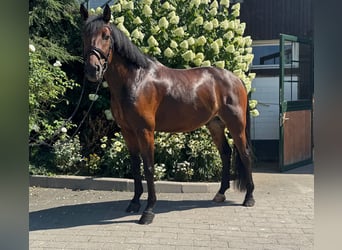 Hannoveriano, Caballo castrado, 6 años, 165 cm, Castaño oscuro