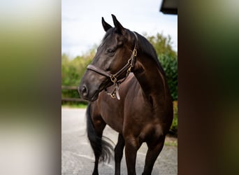 Hannoveriano, Caballo castrado, 6 años, 165 cm, Negro