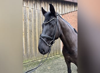 Hannoveriano, Caballo castrado, 6 años, 165 cm, Negro