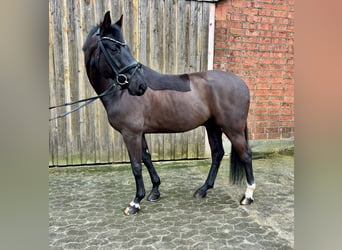 Hannoveriano, Caballo castrado, 6 años, 165 cm, Negro