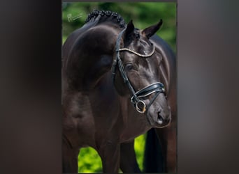Hannoveriano, Caballo castrado, 6 años, 165 cm, Negro