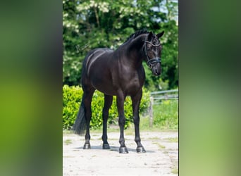 Hannoveriano, Caballo castrado, 6 años, 165 cm, Negro