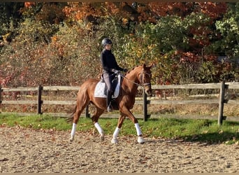 Hannoveriano, Caballo castrado, 6 años, 166 cm, Alazán