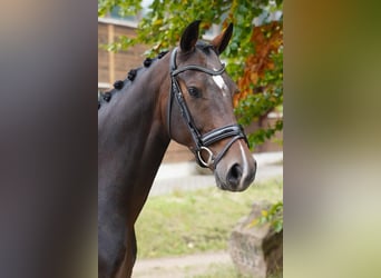 Hannoveriano, Caballo castrado, 6 años, 166 cm, Castaño