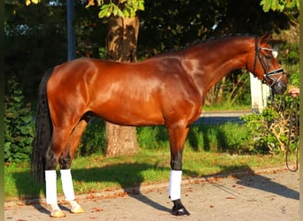 Hannoveriano, Caballo castrado, 6 años, 166 cm, Castaño