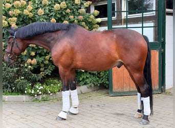 Hannoveriano, Caballo castrado, 6 años, 166 cm, Castaño oscuro