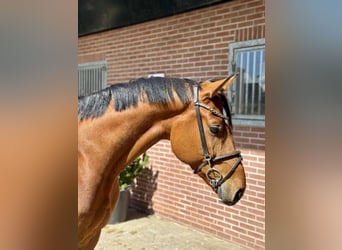 Hannoveriano, Caballo castrado, 6 años, 166 cm, Castaño rojizo