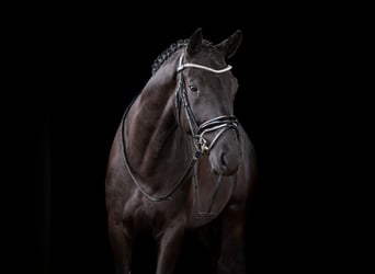 Hannoveriano, Caballo castrado, 6 años, 166 cm, Negro