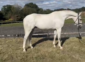 Hannoveriano, Caballo castrado, 6 años, 166 cm, Tordo